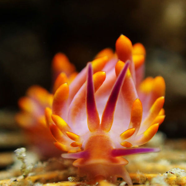 Vibrant Orange Snail will make a perfect background for any fresh or salt water tank or aquarium as well as dry terrariums.