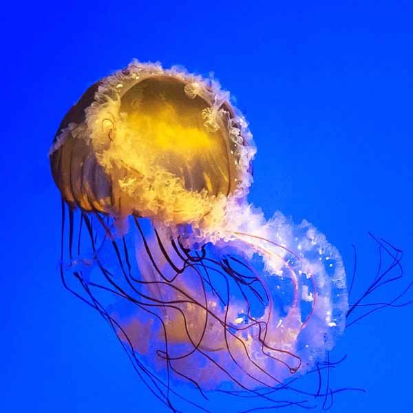 Vibrant Yellow Jellyfish will make a perfect background for any fresh or salt water tank or aquarium as well as dry terrariums.