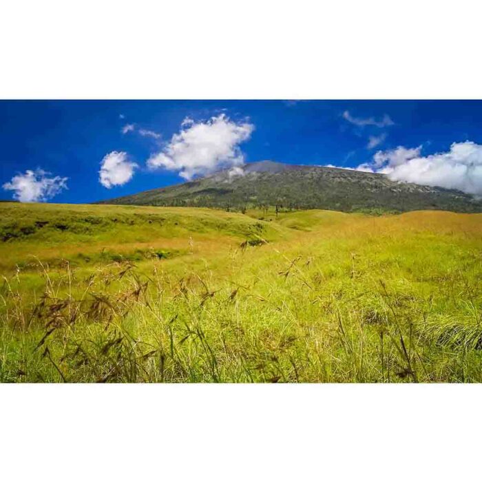 Volcano Green Landscape will make a perfect background for any fresh or salt water tank or aquarium as well as dry terrariums.