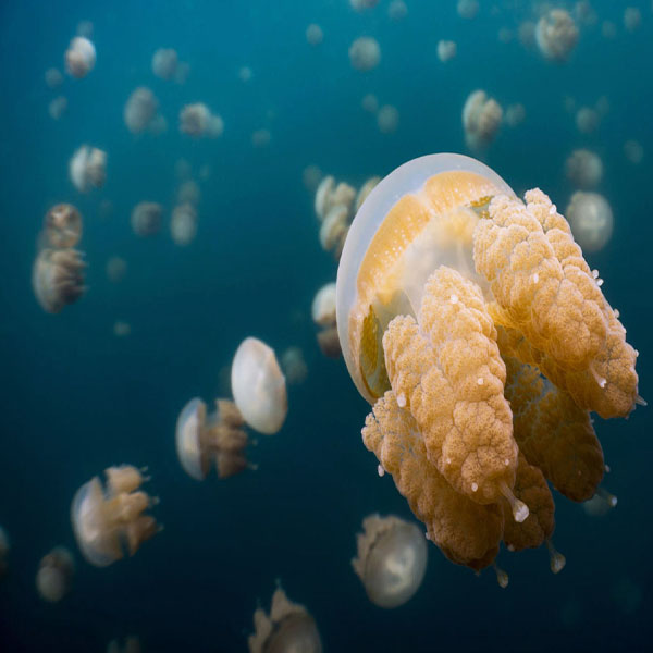 Weird Jellyfish Closeup will make a perfect background for any fresh or salt water tank or aquarium as well as dry terrariums.