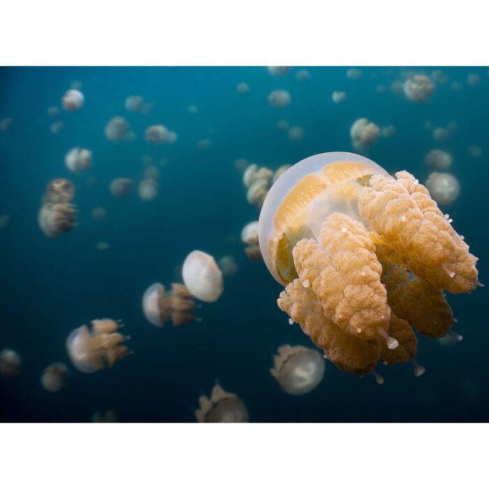 Weird Jellyfish Closeup will make a perfect background for any fresh or salt water tank or aquarium as well as dry terrariums.