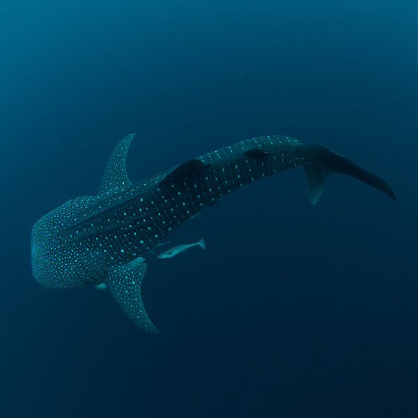 Whale Shark Below will make a perfect background for any fresh or salt water tank or aquarium as well as dry terrariums.