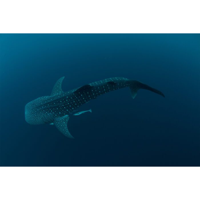 Whale Shark Below will make a perfect background for any fresh or salt water tank or aquarium as well as dry terrariums.