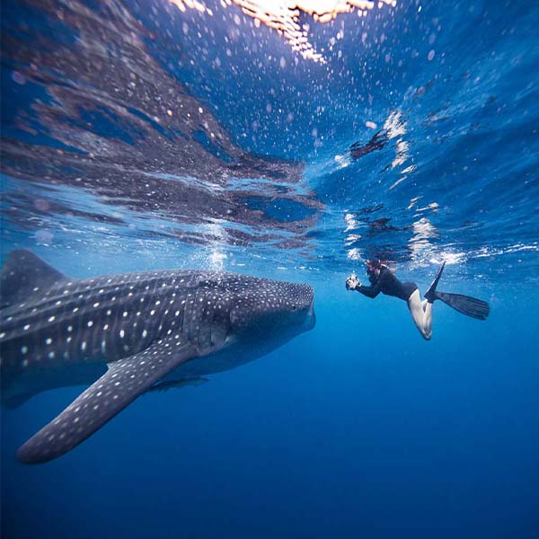 Whale Shark Diver will make a perfect background for any fresh or salt water tank or aquarium as well as dry terrariums.