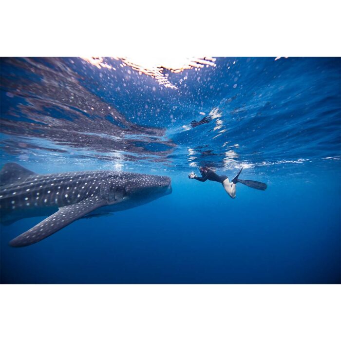 Whale Shark Diver will make a perfect background for any fresh or salt water tank or aquarium as well as dry terrariums.