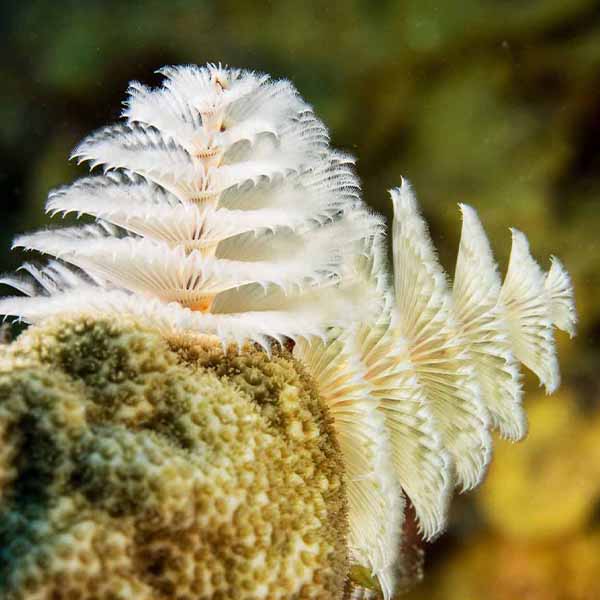 White Coral Closeup will make a perfect background for any fresh or salt water tank or aquarium as well as dry terrariums.