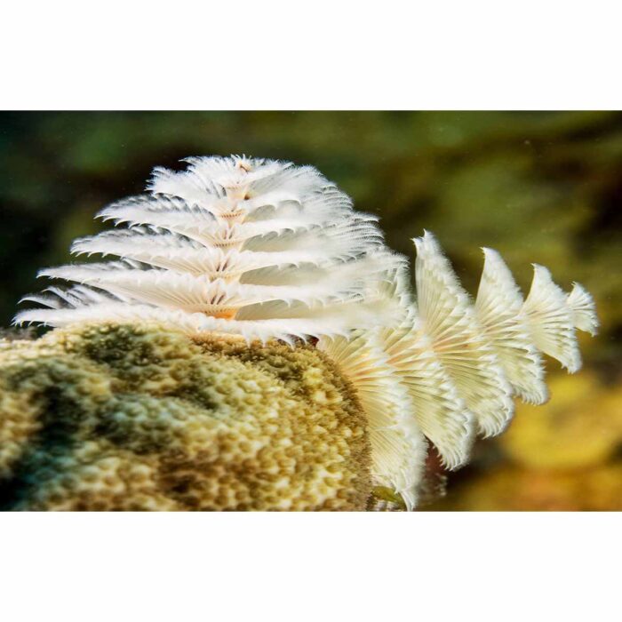 White Coral Closeup will make a perfect background for any fresh or salt water tank or aquarium as well as dry terrariums.