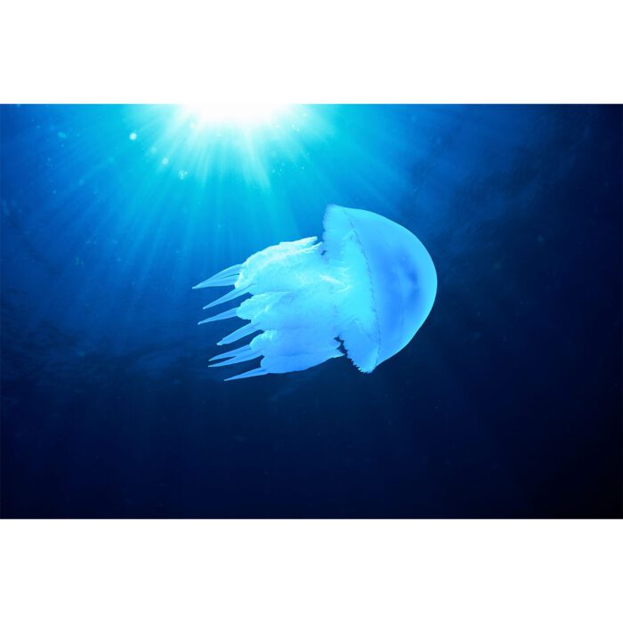 White Jellyfish Sun will make a perfect background for any fresh or salt water tank or aquarium as well as dry terrariums.