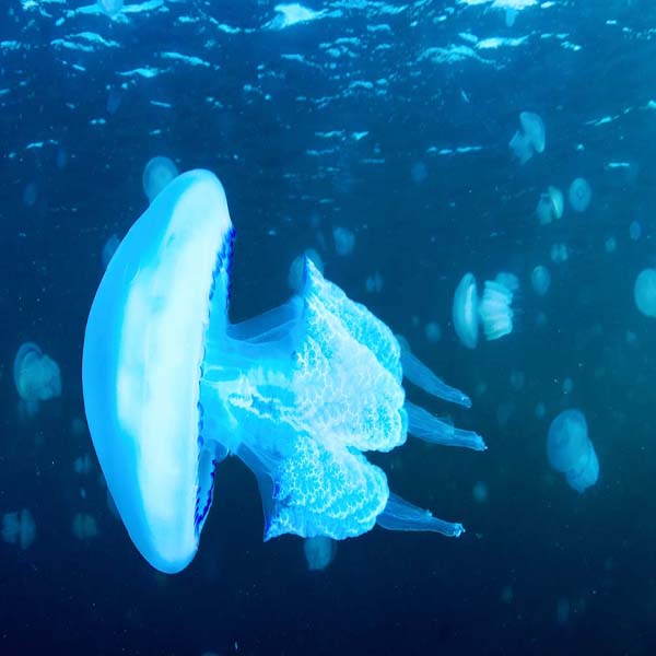 White Jellyfish Surfacing will make a perfect background for any fresh or salt water tank or aquarium as well as dry terrariums.