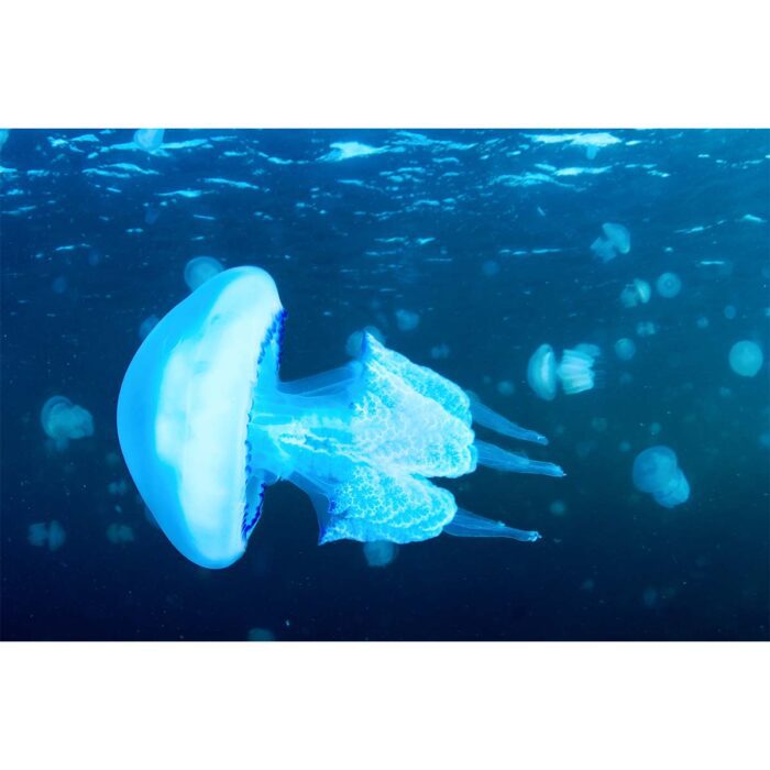 White Jellyfish Surfacing will make a perfect background for any fresh or salt water tank or aquarium as well as dry terrariums.