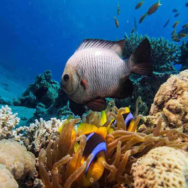 White Fish Coral will make a perfect background for any fresh or salt water tank or aquarium as well as dry terrariums.