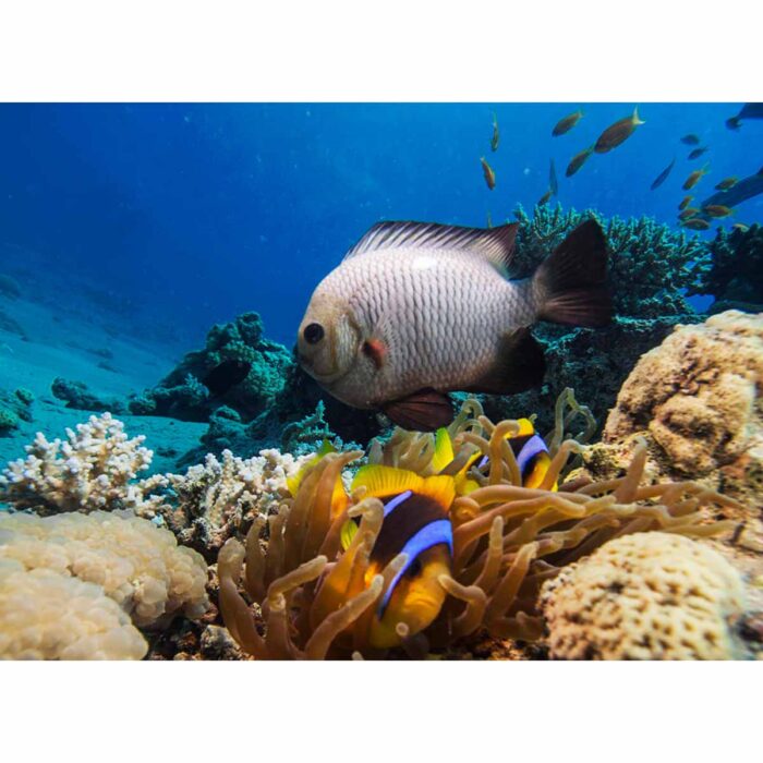 White Fish Coral will make a perfect background for any fresh or salt water tank or aquarium as well as dry terrariums.