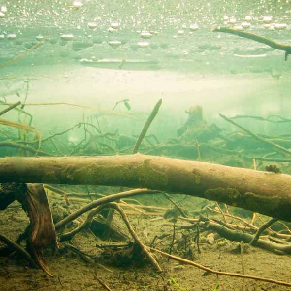 Wood Under Ice will make a perfect background for any fresh or salt water tank or aquarium as well as dry terrariums.