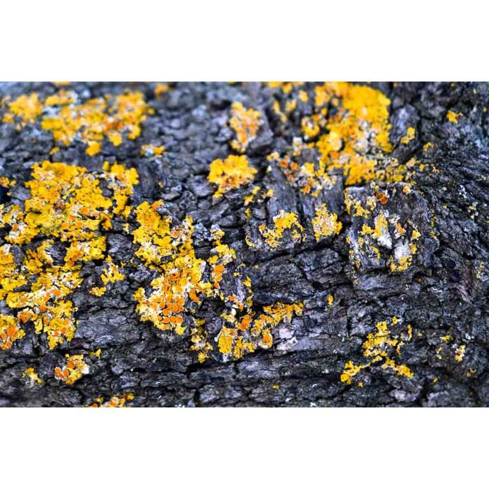 Yellow Moss Nature will make a perfect background for any fresh or salt water tank or aquarium as well as dry terrariums.