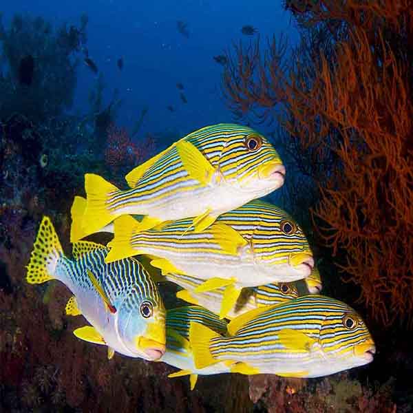 Yellow Striped Fish will make a perfect background for any fresh or salt water tank or aquarium as well as dry terrariums.