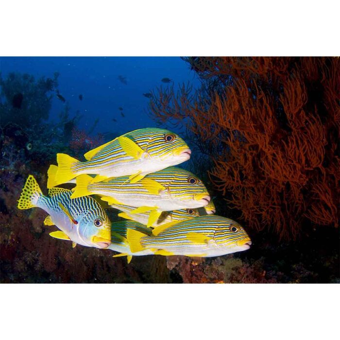 Yellow Striped Fish will make a perfect background for any fresh or salt water tank or aquarium as well as dry terrariums.