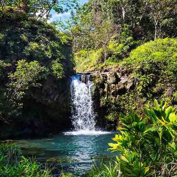 Hawaii Jungle Waterfall will make a perfect background for any fresh or salt water tank or aquarium as well as dry terrariums.