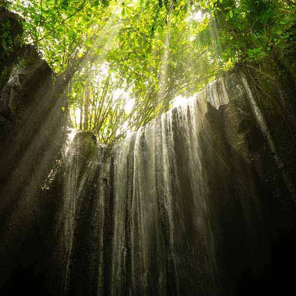 Jungle Light Waterfall will make a perfect background for any fresh or salt water tank or aquarium as well as dry terrariums.