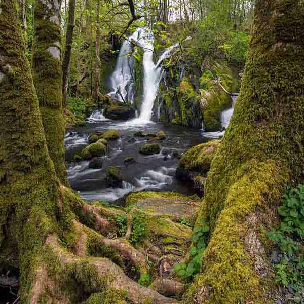 Small Forest Waterfall will make a perfect background for any fresh or salt water tank or aquarium as well as dry terrariums.