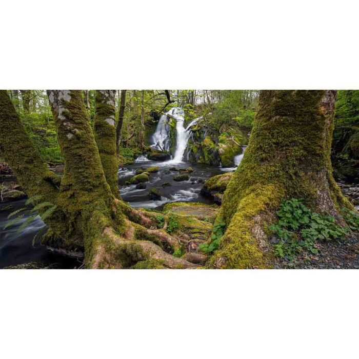 Small Forest Waterfall will make a perfect background for any fresh or salt water tank or aquarium as well as dry terrariums.