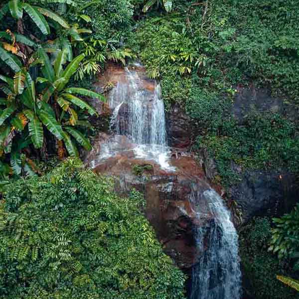 Tropical Jungle Waterfall will make a perfect background for any fresh or salt water tank or aquarium as well as dry terrariums.